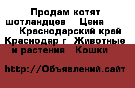 Продам котят шотландцев. › Цена ­ 1 500 - Краснодарский край, Краснодар г. Животные и растения » Кошки   